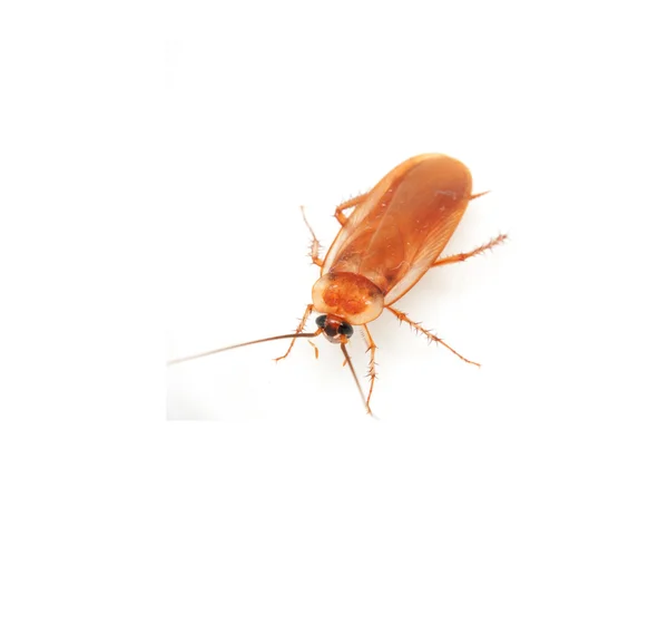 Kakkerlak op witte achtergrond — Stockfoto