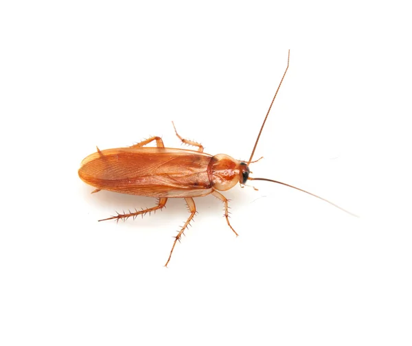 Cucaracha sobre un fondo blanco — Foto de Stock