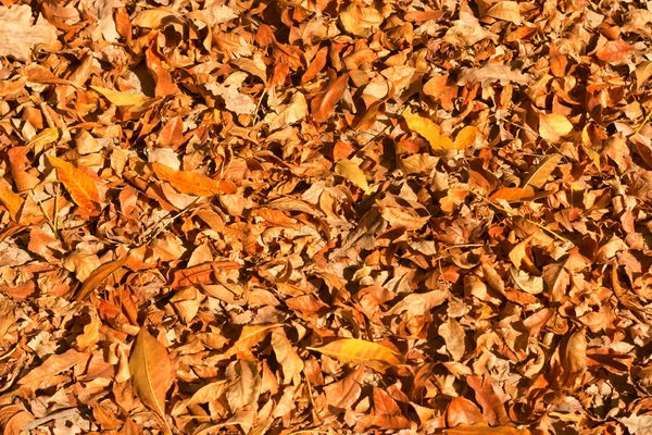 Alfombra gruesa amarilla de hojas de otoño — Foto de Stock