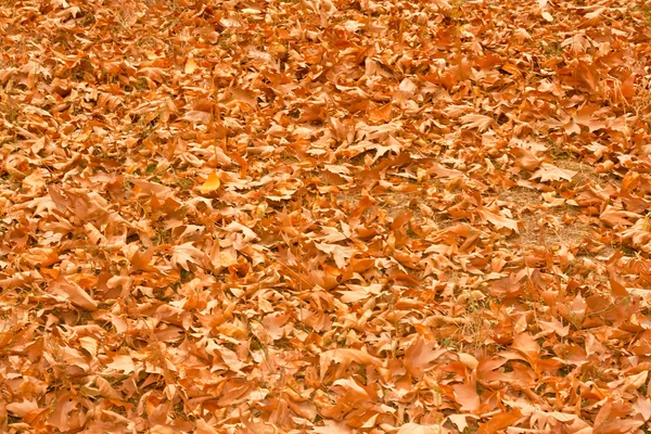 Tapete amarelo grosso de folhas de outono — Fotografia de Stock