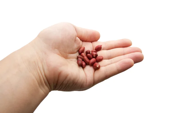 Amendoins em sua mão sobre um fundo branco — Fotografia de Stock