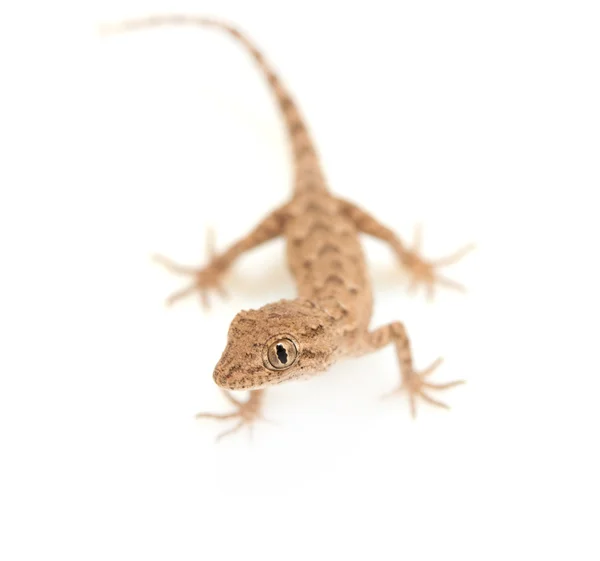 Reptil de geco manchado marrón aislado en blanco, vista desde arriba — Foto de Stock