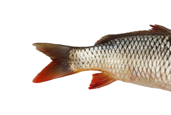 Rybi ogon, karp — Zdjęcie stockowe