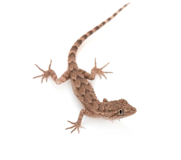 Bruin gevlekte gekko reptiel geïsoleerd op wit, zicht van bovenaf — Stockfoto