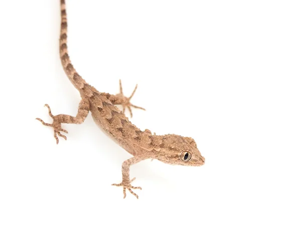 Reptile gecko tacheté brun isolé sur blanc, vue d'en haut — Photo