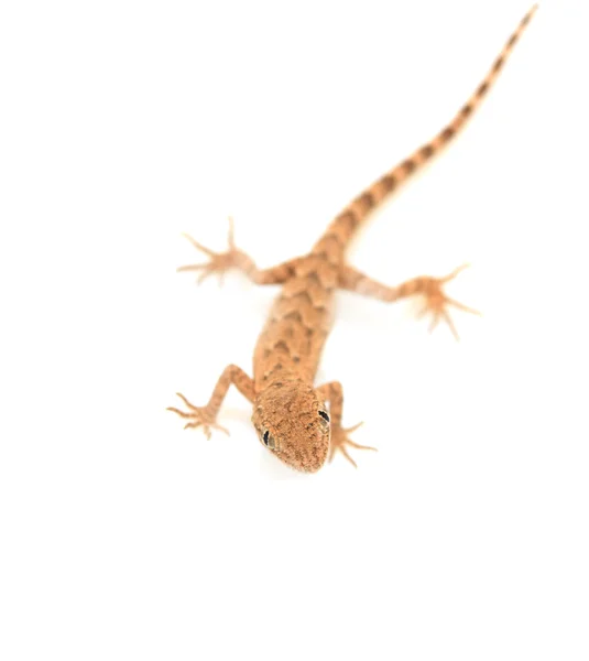 Brązowy plamisty gad gekona izolowany na białym, widok z góry — Zdjęcie stockowe