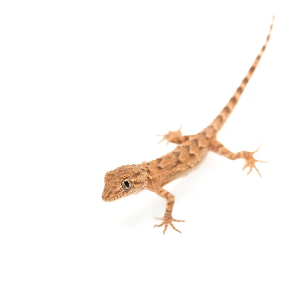 Reptile gecko tacheté brun isolé sur blanc — Photo