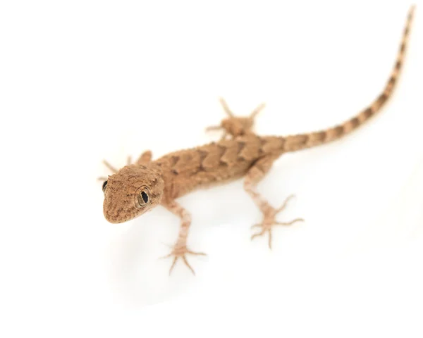 Brun fläckig gecko reptil isolerad på vitt, vy ovanifrån — Stockfoto