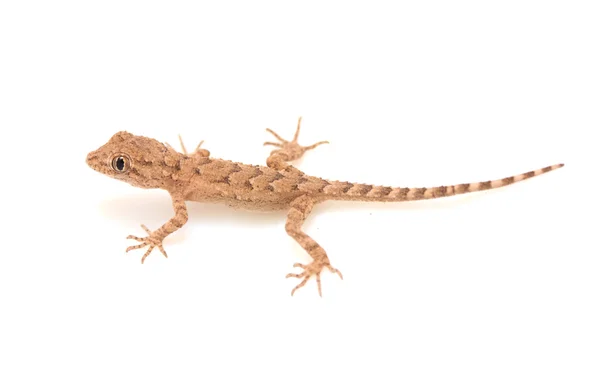 Brown spotted gecko reptile isolated on white, view from above — Stock Photo, Image