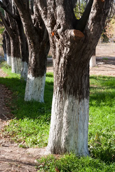 Anzahl der Bäume im Park — Stockfoto