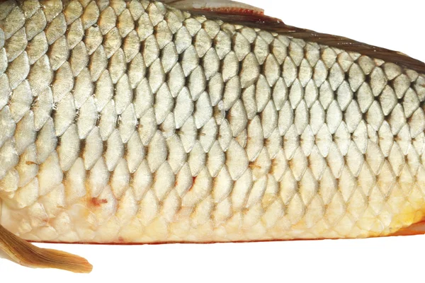 Escamas de peixe, fundo de carpa — Fotografia de Stock
