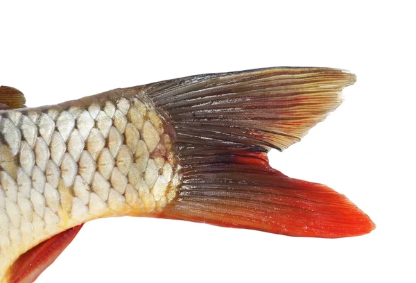 Balık kuyruğu, sazan — Stok fotoğraf