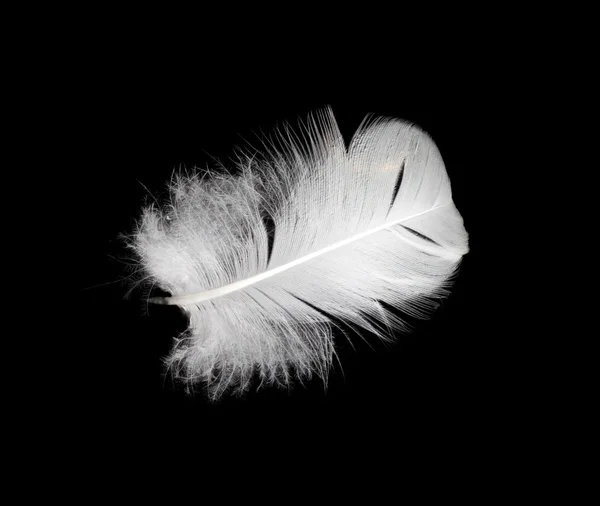 Pluma blanca aislada sobre fondo blanco —  Fotos de Stock