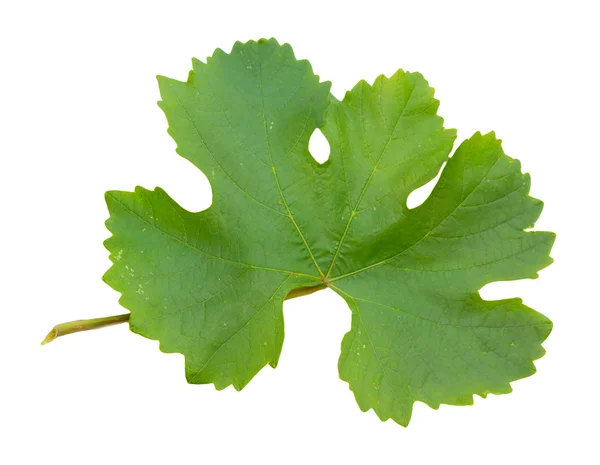 Folha de uva sobre um fundo branco — Fotografia de Stock