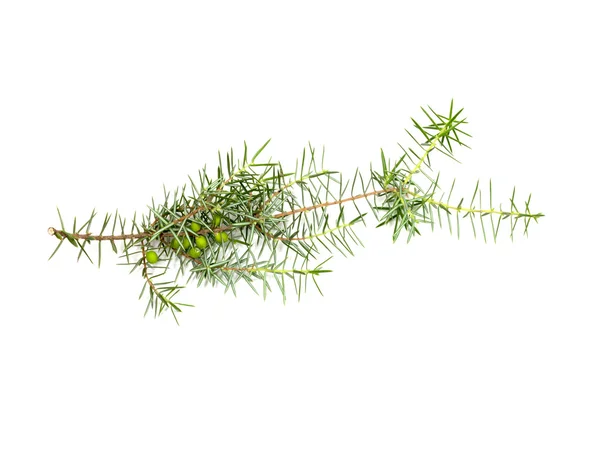Beyaz arkaplanda izole edilmiş Noel yeşili çerçeve — Stok fotoğraf
