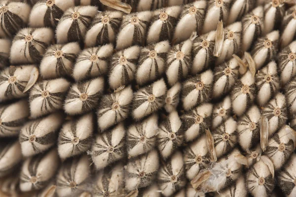 Patrón de semilla de girasol — Foto de Stock