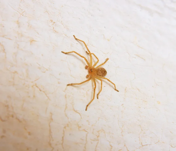 Żółty pająk — Zdjęcie stockowe