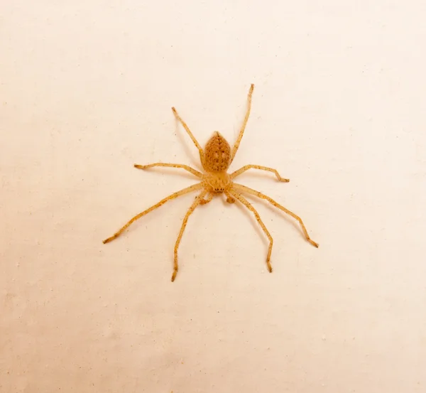 Жовтий павук — стокове фото