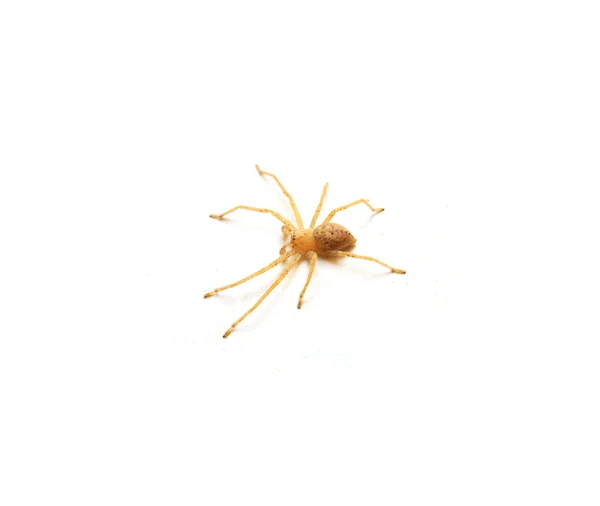 Žlutý spider — Stock fotografie
