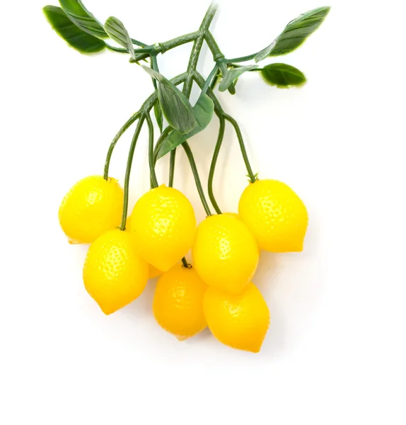 Limões em uma árvore em um fundo branco — Fotografia de Stock