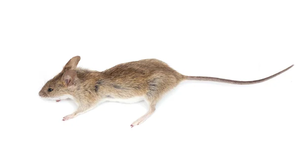 Maus auf weißem Hintergrund — Stockfoto