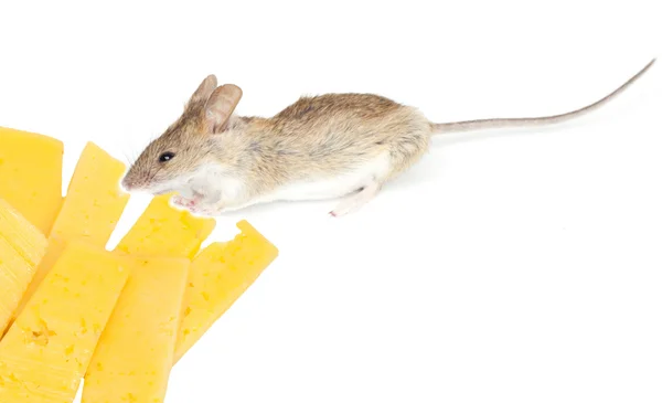 Ratón con queso sobre fondo blanco —  Fotos de Stock