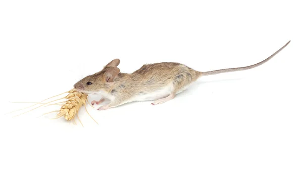 Muis eet tarwe op witte achtergrond — Stockfoto