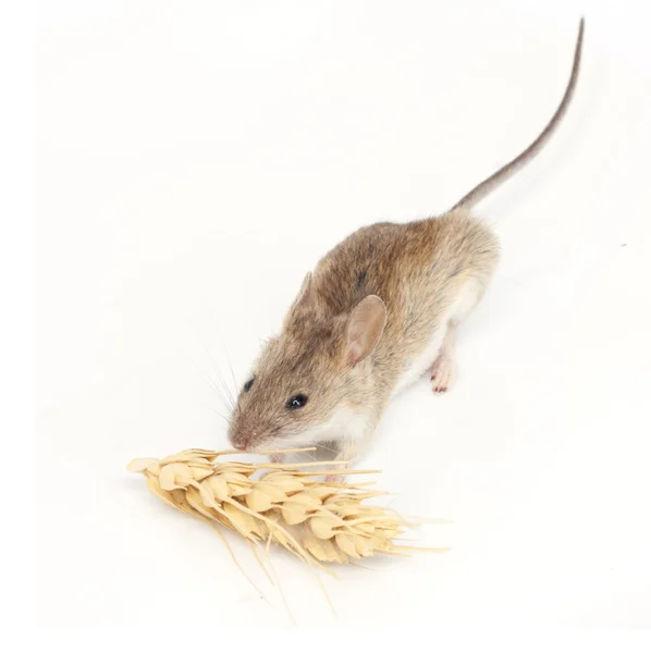 Muis eet tarwe op witte achtergrond — Stockfoto