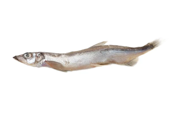 Риби капеліну ізольовані на білому тлі — стокове фото