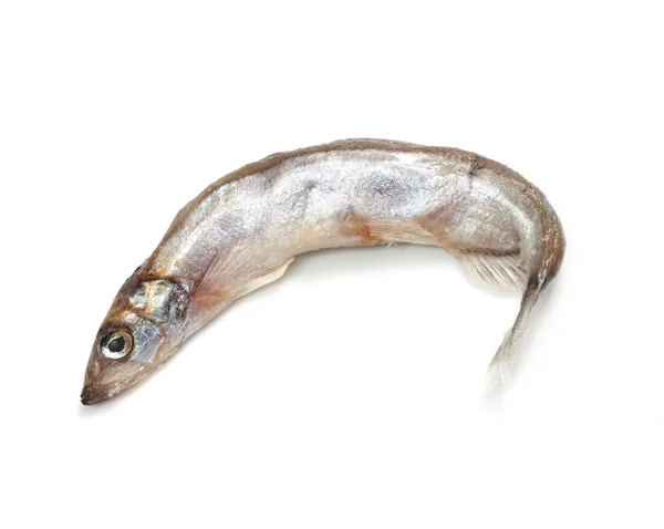 Капелинская рыба на белом фоне — стоковое фото