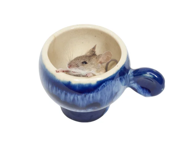 Mouse in a blue glass — Stock Photo, Image