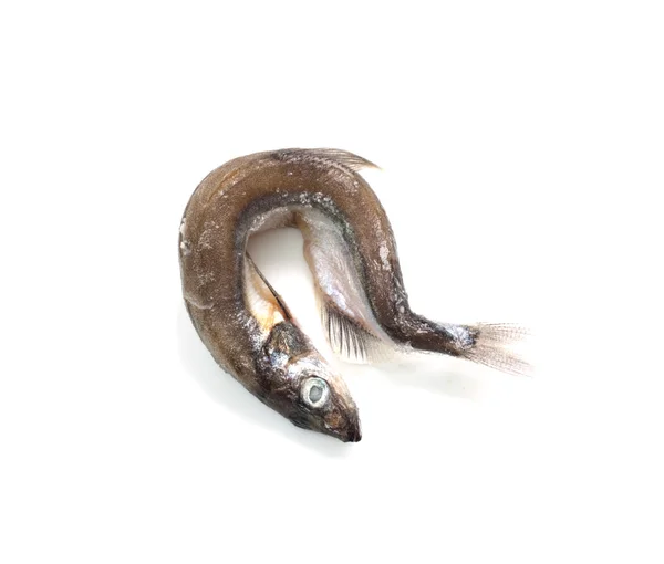 Pesce capelin isolato sullo sfondo bianco — Foto Stock