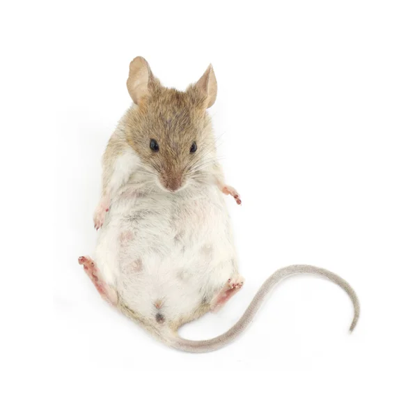Jonge muis zittend voor witte achtergrond — Stockfoto