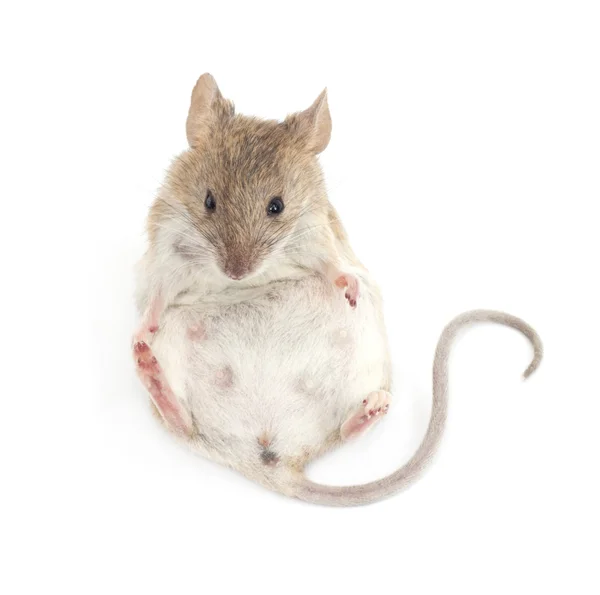 Młody mysz siedzi przed białym tle — Zdjęcie stockowe