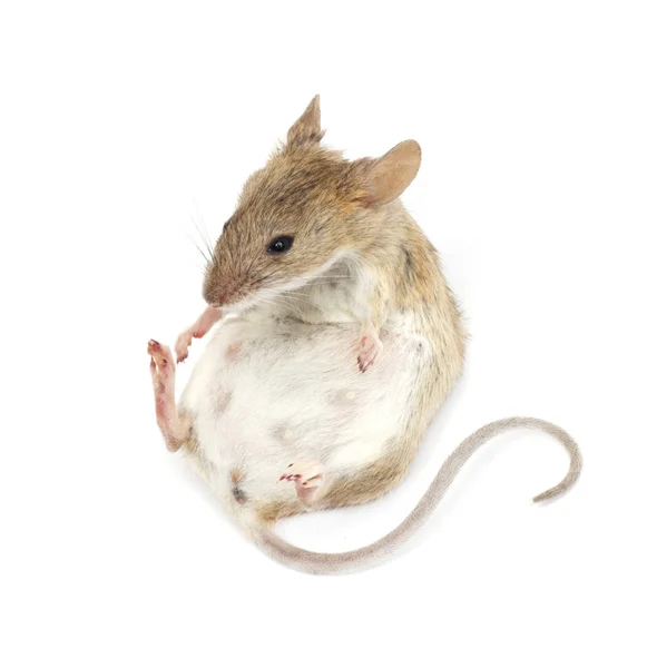 Beyaz arka planda oturan genç fare — Stok fotoğraf