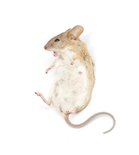 흰 배경의 쥐 — 스톡 사진