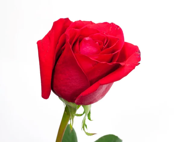 Una rosa roja aislada sobre fondo blanco —  Fotos de Stock