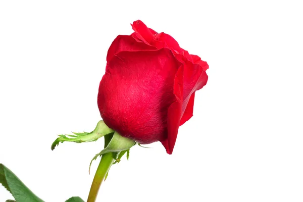 Rosa rossa su sfondo bianco — Foto Stock
