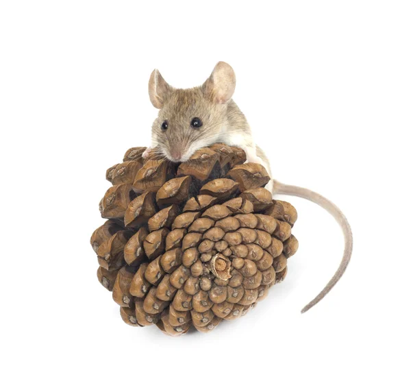 Myszy i cedr — Zdjęcie stockowe
