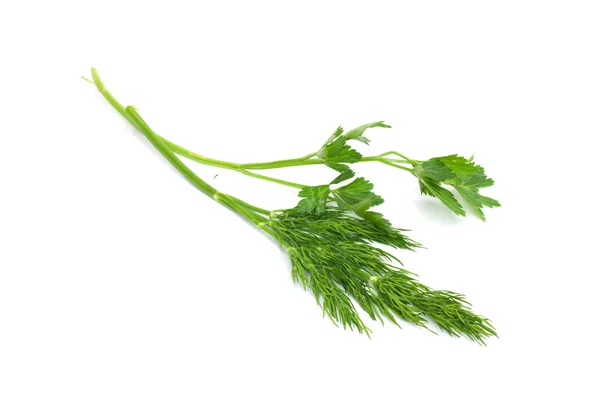Bunch of fresh green fennel and parsley — Stock Photo, Image