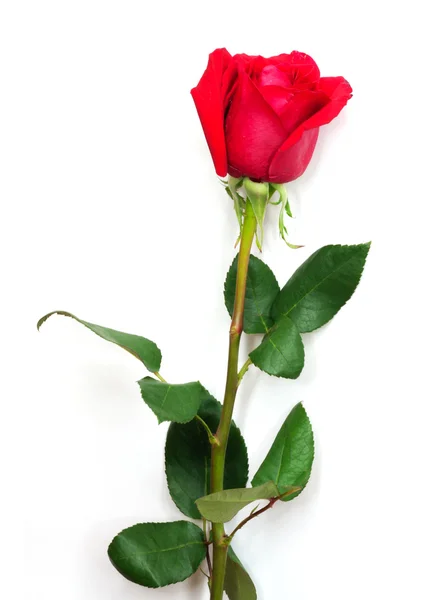 Eine isolierte rote Rose auf weißem Hintergrund — Stockfoto