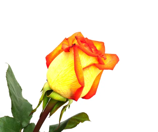 Rosa arancio singola; isolata su fondo bianco — Foto Stock