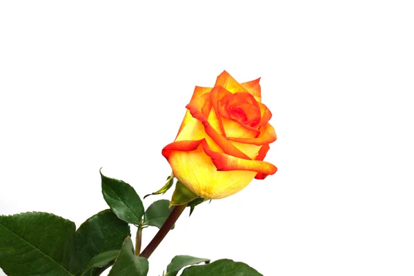 Rosa naranja única; aislada sobre fondo blanco —  Fotos de Stock