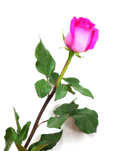 Ροζ φρέσκο τριαντάφυλλο απομονωθεί σε λευκό φόντο — Φωτογραφία Αρχείου