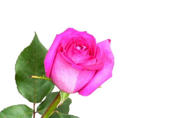 粉红玫瑰，白色背景，有文字空间 — 图库照片