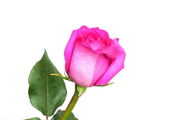 Ροζ φρέσκο τριαντάφυλλο απομονωθεί σε λευκό φόντο — Φωτογραφία Αρχείου