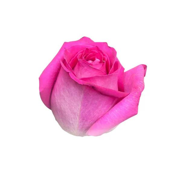 Rosa ros på en vit bakgrund — Stockfoto