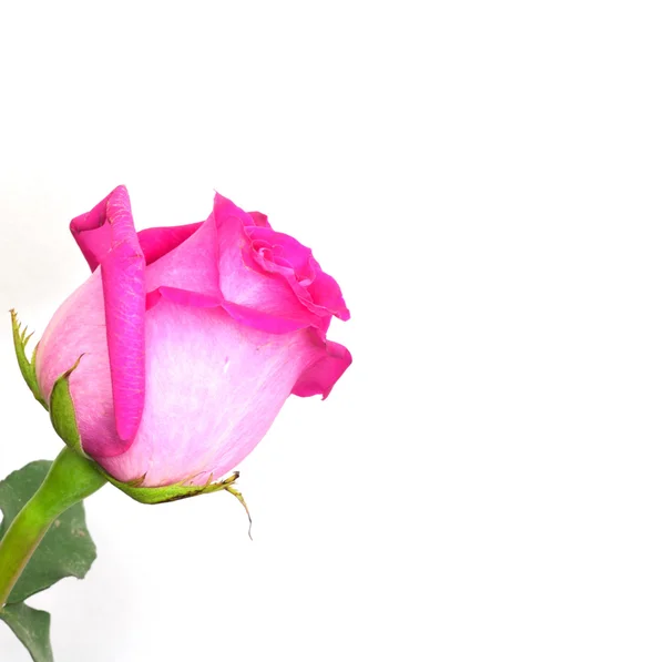 ピンクのバラは白い背景にテキストのためのスペース — ストック写真