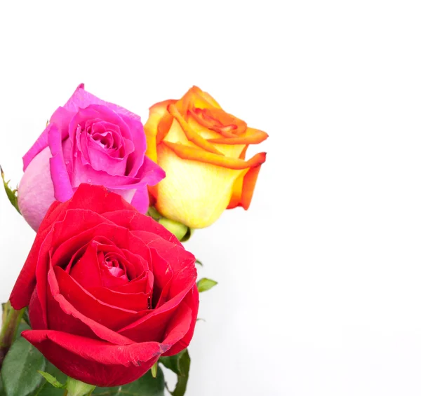 Hermosas tres rosas sobre fondo blanco con espacio para copiar . — Foto de Stock