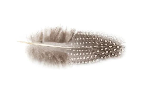 Φτερό φραγκόκοτας σε λευκό φόντο — Φωτογραφία Αρχείου